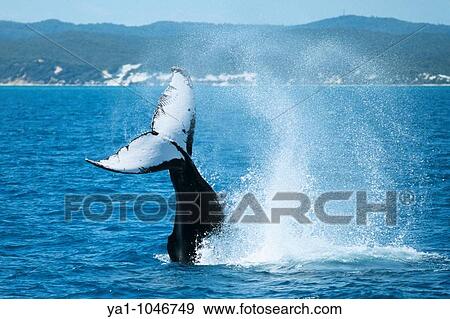 Humpback whale (Megaptera novaeangliae) tail splashing water surface. Hervey Bay, Fraser Island Queensland, Australia View Large Photo Image Stock Photo - Humpback whale (Megaptera novaeangliae) tail splashing water surface. Hervey Bay, Fraser Island Queensland, Australia. Fotosearch