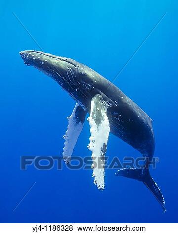 humpback whale, Megaptera novaeangliae, Hawaii, USA, Pacific Ocean View Large Photo Image Stock Photo - humpback whale, Megaptera novaeangliae, Hawaii, USA, Pacific Ocean. Fotosearch