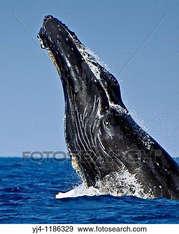 humpback whale, Megaptera novaeangliae, head-lunging breach, Hawaii, USA, Pacific Ocean View Large Photo Image Stock Photo - humpback whale, Megaptera novaeangliae, head-lunging breach, Hawaii, USA, Pacific Ocean. Fotosearch