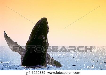 humpback whale, Megaptera novaeangliae, breaching at sunset, Hawaii, USA, Pacific Ocean View Large Photo Image Stock Photo - humpback whale, Megaptera novaeangliae, breaching at sunset, Hawaii, USA, Pacific Ocean. Fotosearch