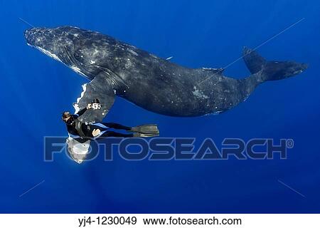 humpback whale, Megaptera novaeangliae, and diver, Pacific Ocean View Large Photo Image Stock Photo - humpback whale, Megaptera novaeangliae, and diver, Pacific Ocean. Fotosearch