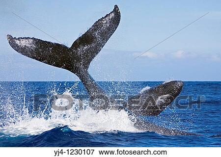 humpback whale, Megaptera novaeangliae, throwing peduncle while the other competing whale breaches during heat-run, Hawaii, USA, Pacific Ocean View Large Photo Image Stock Photo - humpback whale, Megaptera novaeangliae, throwing peduncle while the other competing whale breaches during heat-run, Hawaii, USA, Pacific Ocean. Fotosearch