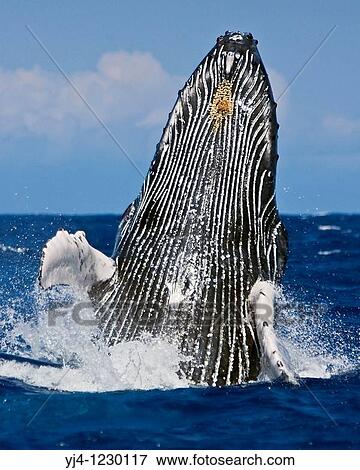 humpback whale, Megaptera novaeangliae, breaching, Hawaii, USA, Pacific Ocean View Large Photo Image Stock Photo - humpback whale, Megaptera novaeangliae, breaching, Hawaii, USA, Pacific Ocean. Fotosearch