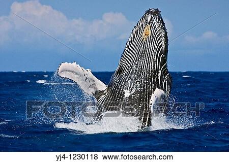 humpback whale, Megaptera novaeangliae, breaching, Hawaii, USA, Pacific Ocean View Large Photo Image Stock Photo - humpback whale, Megaptera novaeangliae, breaching, Hawaii, USA, Pacific Ocean. Fotosearch