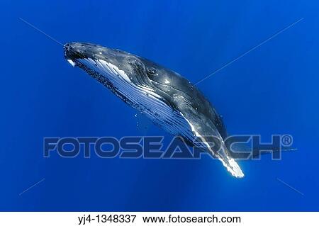 humpback whale, Megaptera novaeangliae, Hawaii, USA, Pacific Ocean View Large Photo Image Stock Photo - humpback whale, Megaptera novaeangliae, Hawaii, USA, Pacific Ocean. Fotosearch
