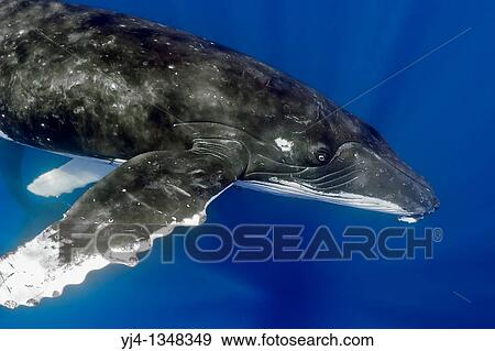 humpback whale, Megaptera novaeangliae, Hawaii, USA, Pacific Ocean View Large Photo Image Stock Photo - humpback whale, Megaptera novaeangliae, Hawaii, USA, Pacific Ocean. Fotosearch