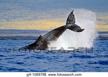 Stock Photo - humpback whale, Megaptera novaeangliae, peduncle throw or tail breach, Hawaii, USA, Pacific Ocean. Fotosearch