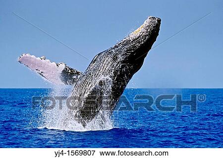 Stock Photo - humpback whale, Megaptera novaeangliae, breaching, Hawaii, USA, Pacific Ocean. Fotosearch
