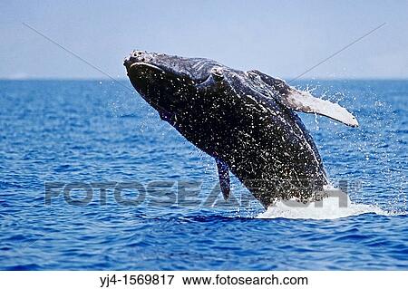 humpback whale, Megaptera novaeangliae, newborn calf, practicing head breaching, Hawaii, USA, Pacific Ocean View Large Photo Image Stock Photo - humpback whale, Megaptera novaeangliae, newborn calf, practicing head breaching, Hawaii, USA, Pacific Ocean. Fotosearch