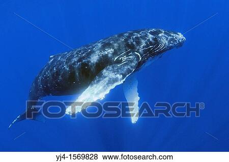 humpback whale, Megaptera novaeangliae, Hawaii, USA, Pacific Ocean View Large Photo Image Stock Photo - humpback whale, Megaptera novaeangliae, Hawaii, USA, Pacific Ocean. Fotosearch