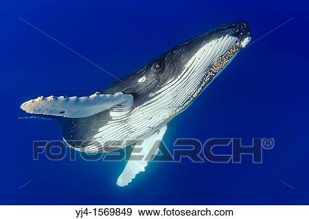 Stock Photo - humpback whale, Megaptera novaeangliae, Hawaii, USA, Pacific Ocean. Fotosearch