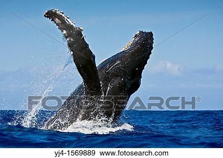 humpback whale, Megaptera novaeangliae, breaching, Hawaii, USA, Pacific Ocean View Large Photo Image Stock Photo - humpback whale, Megaptera novaeangliae, breaching, Hawaii, USA, Pacific Ocean. Fotosearch