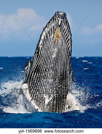 humpback whale, Megaptera novaeangliae, breaching, Hawaii, USA, Pacific Ocean View Large Photo Image Stock Photo - humpback whale, Megaptera novaeangliae, breaching, Hawaii, USA, Pacific Ocean. Fotosearch