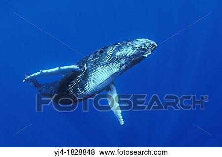Stock Photo - humpback whale, Megaptera novaeangliae, Hawaii, USA, Pacific Ocean. Fotosearch
