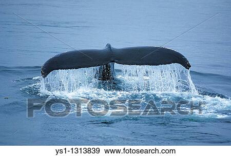 HUMPBACK WHALE megaptera novaeangliae, ALASKA View Large Photo Image Stock Photo - HUMPBACK WHALE megaptera novaeangliae, ALASKA. Fotosearch