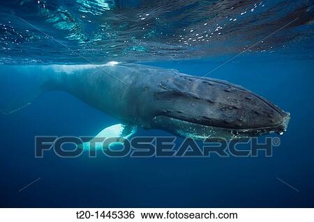 Humpback Whale, Megaptera novaeangliae, Silver Bank, Atlantic Ocean, Dominican Republic View Large Photo Image Stock Photograph - Humpback Whale, Megaptera novaeangliae, Silver Bank, Atlantic Ocean, Dominican Republic. Fotosearch