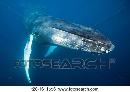 Humpback Whale, Megaptera novaeangliae, Caribbean Sea, Dominica View Large Photo Image Stock Photograph - Humpback Whale, Megaptera novaeangliae, Caribbean Sea, Dominica. Fotosearch