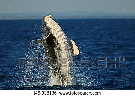 Humpback Whale (Megaptera novaeangliae) breaching View Large Photo Image Stock Photograph - Humpback Whale (Megaptera novaeangliae) breaching. Fotosearch