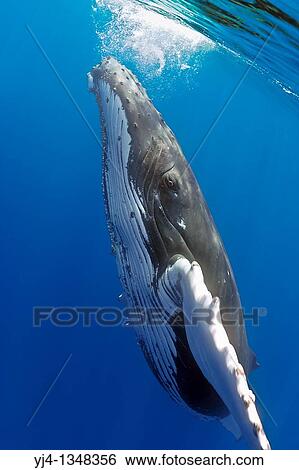 humpback whale, Megaptera novaeangliae, Hawaii, USA, Pacific Ocean View Large Photo Image Stock Photograph - humpback whale, Megaptera novaeangliae, Hawaii, USA, Pacific Ocean. Fotosearch