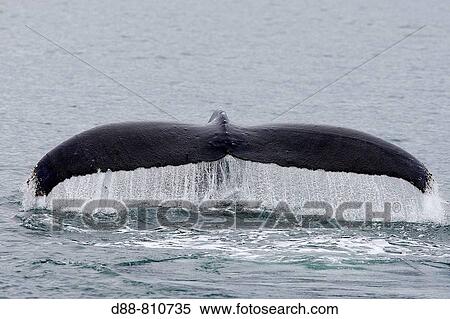 Stock Photography - Humpback whale (Megaptera novaeangliae) caudal fin. Frederick Sound, Alaska, USA. Fotosearch