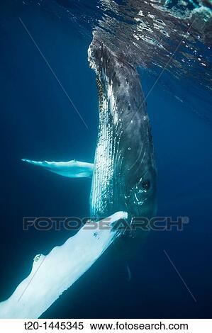 Humpback Whale, Megaptera novaeangliae, Silver Bank, Atlantic Ocean, Dominican Republic View Large Photo Image Stock Photography - Humpback Whale, Megaptera novaeangliae, Silver Bank, Atlantic Ocean, Dominican Republic. Fotosearch