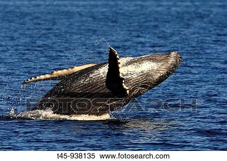 Stock Photography - Humpback Whale (Megaptera novaeangliae) breaching. Fotosearch