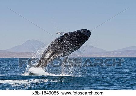 Humpback whale Megaptera novaeangliae breaching near Isla San Marcos in the Gulf of California Sea of Cortez, Baja California Sur, Mexico View Large Photo Image Stock Photography - Humpback whale Megaptera novaeangliae breaching near Isla San Marcos in the Gulf of California Sea of Cortez, Baja California Sur, Mexico. Fotosearch