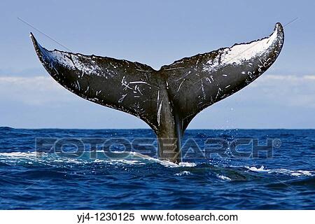 humpback whale, Megaptera novaeangliae, lobtailing or tail slapping, Hawaii, USA, Pacific Ocean View Large Photo Image Stock Photography - humpback whale, Megaptera novaeangliae, lobtailing or tail slapping, Hawaii, USA, Pacific Ocean. Fotosearch