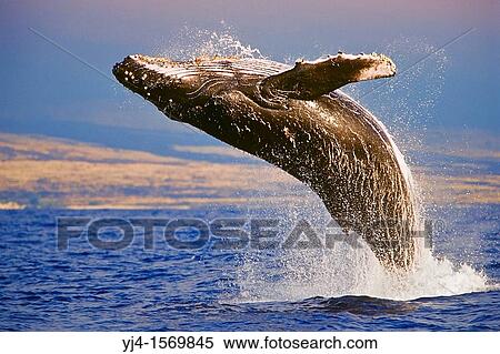 Humpback Whale, Megaptera novaeangliae, breaching under golden sunset light, Hawaii, USA, Pacific Ocean View Large Photo Image Stock Photography - Humpback Whale, Megaptera novaeangliae, breaching under golden sunset light, Hawaii, USA, Pacific Ocean. Fotosearch