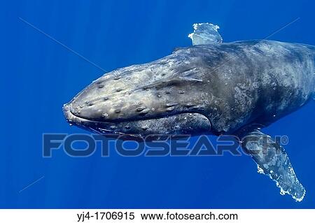 humpback whale, Megaptera novaeangliae, Hawaii, Pacific Ocean View Large Photo Image Stock Photography - humpback whale, Megaptera novaeangliae, Hawaii, Pacific Ocean. Fotosearch