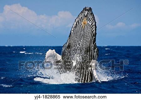 humpback whale, Megaptera novaeangliae, breaching, Hawaii, USA, Pacific Ocean View Large Photo Image Stock Photography - humpback whale, Megaptera novaeangliae, breaching, Hawaii, USA, Pacific Ocean. Fotosearch