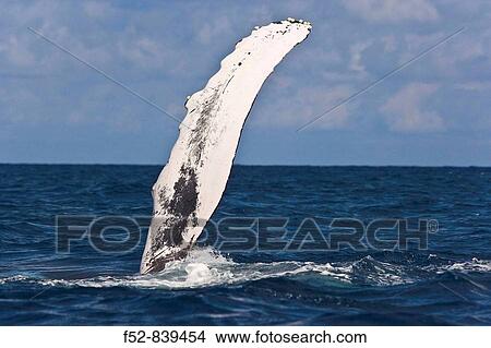 Picture - Humpback Whale (Megaptera novaeangliae), Silver Bank Sanctuary for sea mammals, Dominican Republic. Fotosearch