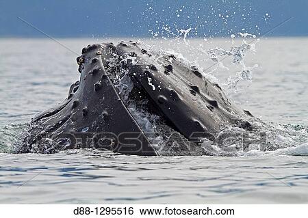 Humpback Whale Mouth Open With Lateral Lunge Surface Feeding Expandable Throat Grooves Megaptera Novaeangliae Order Cetacea Suborder Mysticeti Family Balaenopteridae Stock Photograph D88 1295516 Fotosearch