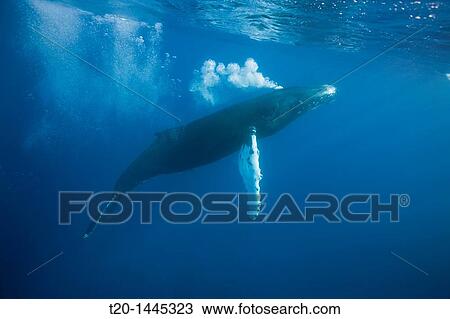 Humpback Whale Tail, Megaptera novaeangliae, Silver Bank, Atlantic Ocean, Dominican Republic View Large Photo Image Stock Image - Humpback Whale Tail, Megaptera novaeangliae, Silver Bank, Atlantic Ocean, Dominican Republic. Fotosearch