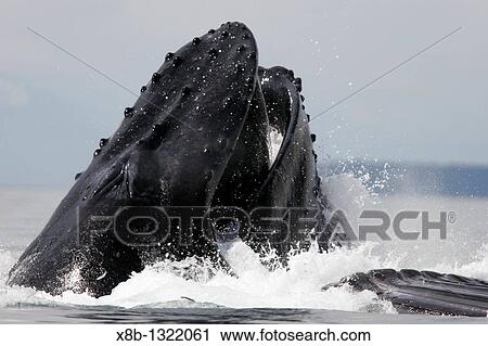 Humpback Whales Megaptera novaeangliae co-operatively bubble-net feeding in Stephen's Passage, Southeast Alaska, USA Pacific Ocean View Large Photo Image Stock Image - Humpback Whales Megaptera novaeangliae co-operatively bubble-net feeding in Stephen's Passage, Southeast Alaska, USA Pacific Ocean. Fotosearch