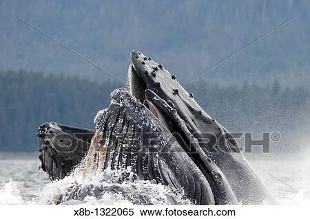 Stock Photography - Humpback whales Megaptera novaeangliae co-operatively bubble-net feeding note the blowholes and tubercles in Stephen's Passage, Southeast Alaska, USA Pacific Ocean. Fotosearch