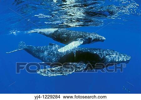 humpback whales, Megaptera novaeangliae, mother and calf with rainbow runners, Elagatis bipinnulatus, Hawaii, USA, Pacific Ocean View Large Photo Image Picture - humpback whales, Megaptera novaeangliae, mother and calf with rainbow runners, Elagatis bipinnulatus, Hawaii, USA, Pacific Ocean. Fotosearch