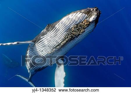 humpback whales, Megaptera novaeangliae, displaying courtship behavior - male aggressively pursuits female while blowing bubbles vigorously, female with well developed colony of parasitic acorn barnacles, Cornula diaderma, Hawaii, USA, Pacific Ocean View Large Photo Image Stock Image - humpback whales, Megaptera novaeangliae, displaying courtship behavior - male aggressively pursuits female while blowing bubbles vigorously, female with well developed colony of parasitic acorn barnacles, Cornula diaderma, Hawaii, USA, Pacific Ocean. Fotosearch