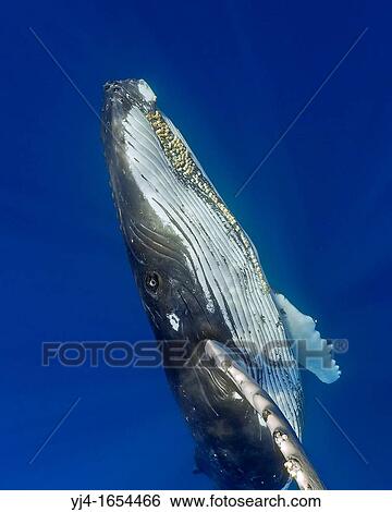 Stock Photograph - humpback whales, Megaptera novaeangliae, adult female with well developed colony of parasitic acorn barnacles, Cornula diaderma, Hawaii, USA, Pacific Ocean. Fotosearch