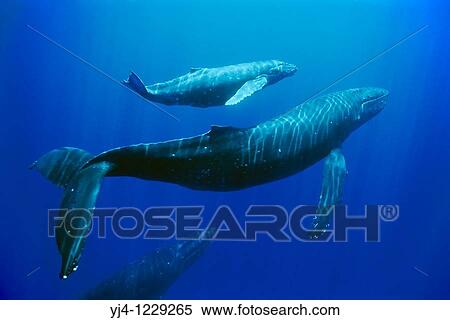 humpback whales, Megaptera novaeangliae, mother, calf and escort, Hawaii, USA, Pacific Ocean View Large Photo Image Stock Photography - humpback whales, Megaptera novaeangliae, mother, calf and escort, Hawaii, USA, Pacific Ocean. Fotosearch