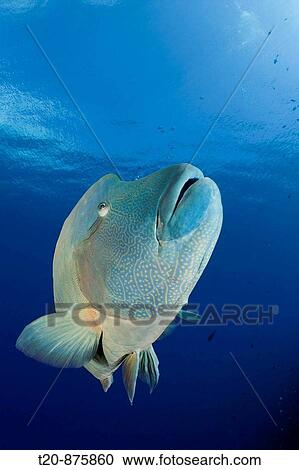 Humpback Wrasse, Cheilinus undulatus, Blue Corner, Micronesia, Palau View Large Photo Image Stock Image - Humpback Wrasse, Cheilinus undulatus, Blue Corner, Micronesia, Palau. Fotosearch