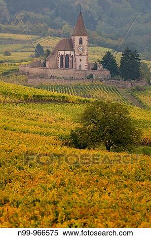 Hunawihr, fortified medieval church, vineyards on the hillsides of Vosges, colours of autumn, Alsace, France View Large Photo Image Stock Photography - Hunawihr, fortified medieval church, vineyards on the hillsides of Vosges, colours of autumn, Alsace, France. Fotosearch