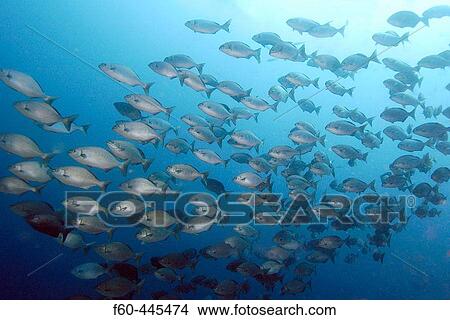 Picture - Hundreds of Lowfin drummers, Kyphosus vaigiensis, schooling, Canyons, Puerto Galera, Philippines. Fotosearch