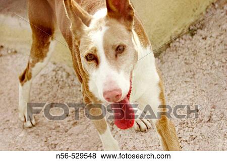 Hunt Dog View Large Photo Image Stock Photo - Hunt Dog. Fotosearch