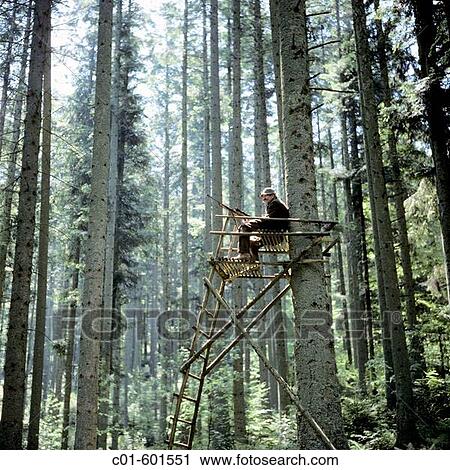 Hunter on a raised hide in the forest of the Vosges mountains, Alsace, France View Large Photo Image Stock Image - Hunter on a raised hide in the forest of the Vosges mountains, Alsace, France. Fotosearch