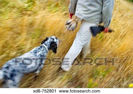 Hunter with his hunting dog in the field, Larraona, Navarra, Spain View Large Photo Image Stock Image - Hunter with his hunting dog in the field, Larraona, Navarra, Spain. Fotosearch