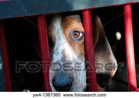 Hunting dog, near Ganges, Southern France View Large Photo Image Stock Image - Hunting dog, near Ganges, Southern France. Fotosearch