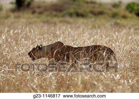 Stock Photo - hunting lioness. Fotosearch