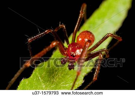 Stock Image - Huntsman spider. Fotosearch
