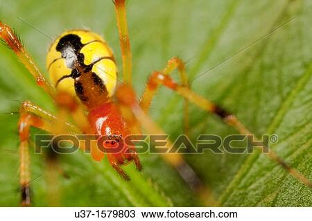 Stock Image - Huntsman spider. Fotosearch